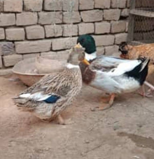 duck for sale andon wali 1