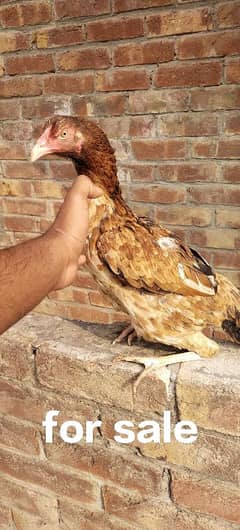 shamo cross hen egg laying