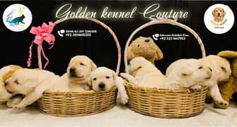 labrador  puppy 03014615555