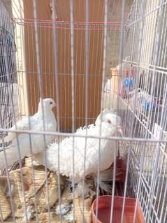 Frill walye pigeons hyn high quality breeder pair