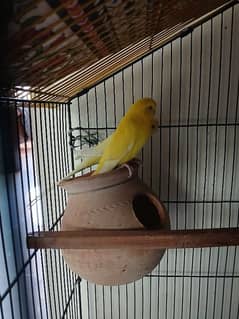 yellow bajri birds paire for sale