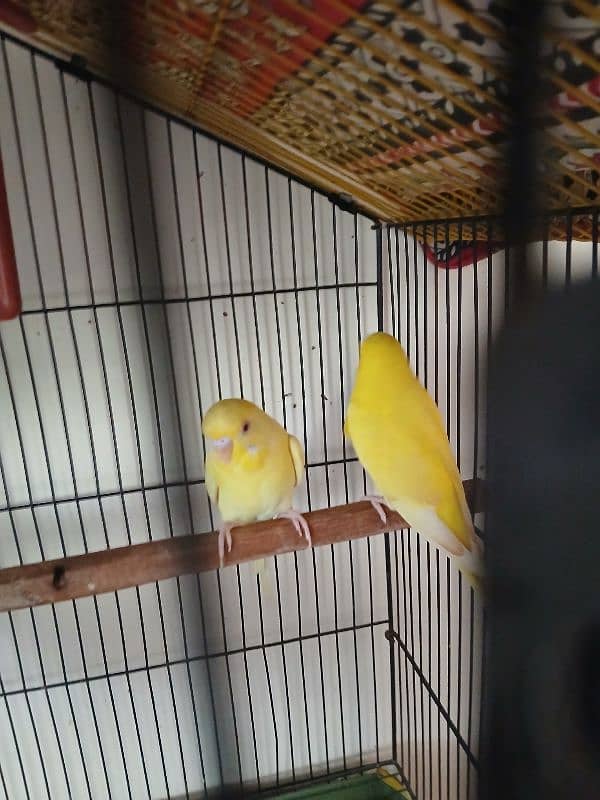 yellow bajri birds paire for sale 1