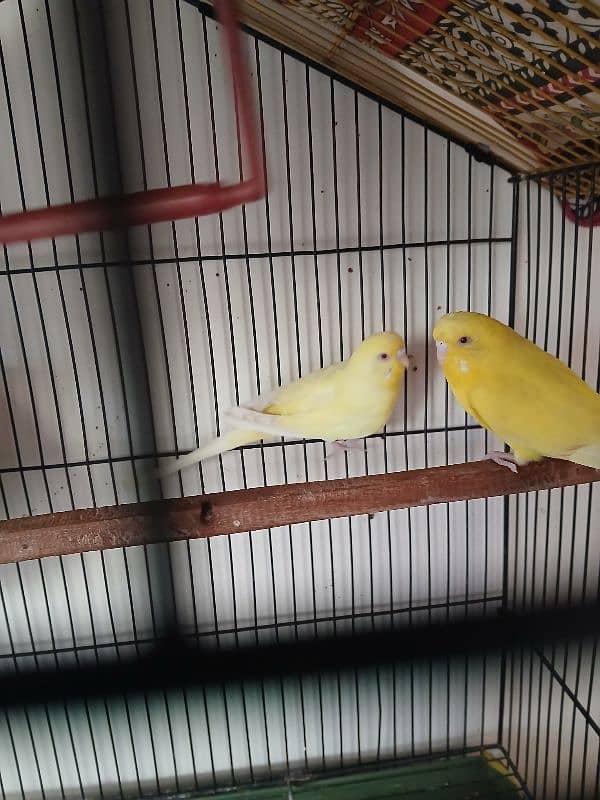 yellow bajri birds paire for sale 2