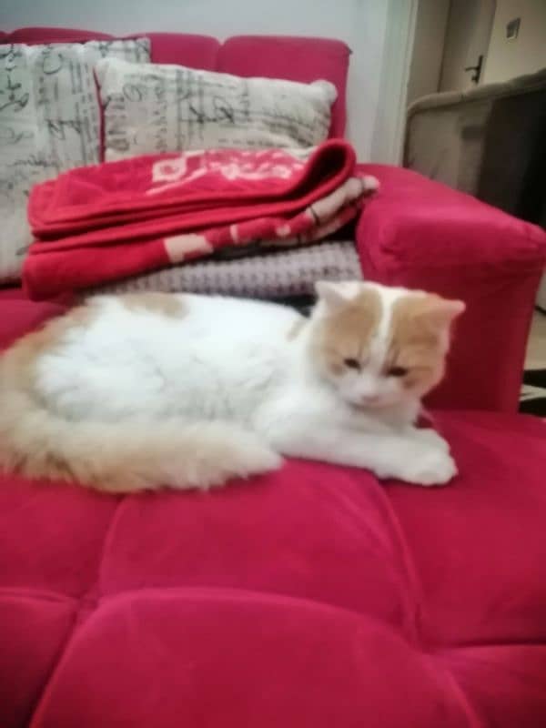 sami pershion male cat 4 sale v plyfull  and trained 3