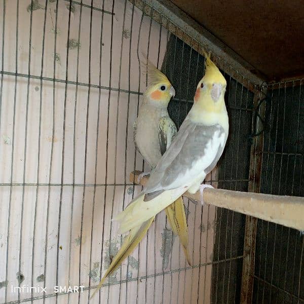 breeder pair hai first breed ka 4