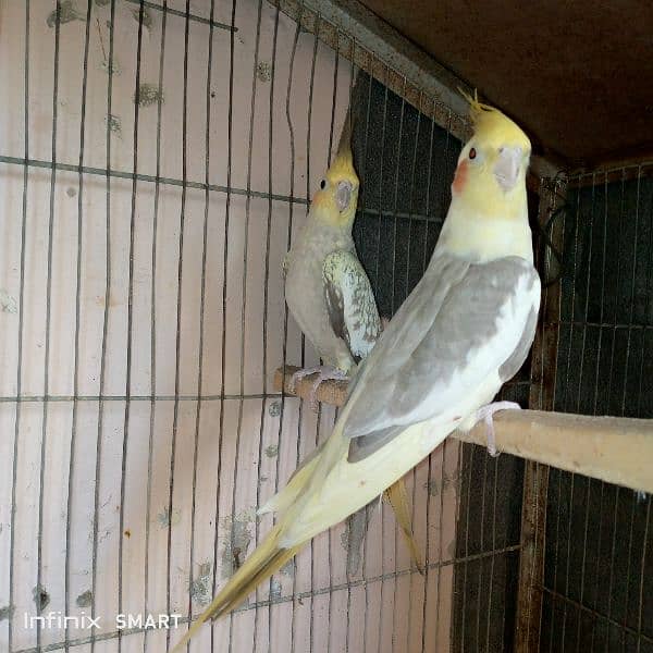 breeder pair hai first breed ka 5