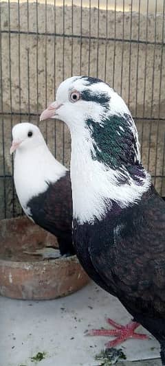 brown karbalai pair