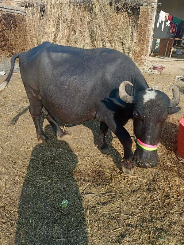 sajjri | Nelli ravi Nasal | Cow | behans | buffalo | katta | بھینس 0