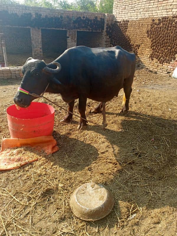 sajjri | Nelli ravi Nasal | Cow | behans | buffalo | katta | بھینس 1