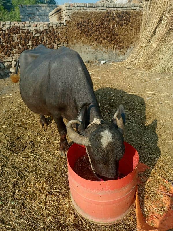 sajjri | Nelli ravi Nasal | Cow | behans | buffalo | katta | بھینس 4