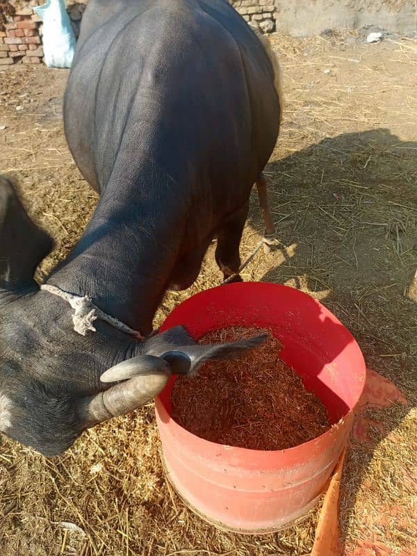 sajjri | Nelli ravi Nasal | Cow | behans | buffalo | katta | بھینس 5