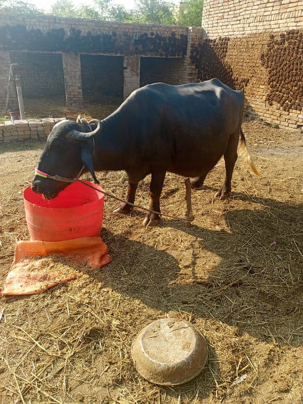 sajjri | Nelli ravi Nasal | Cow | behans | buffalo | katta | بھینس 6