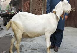 rajanpuri bakri