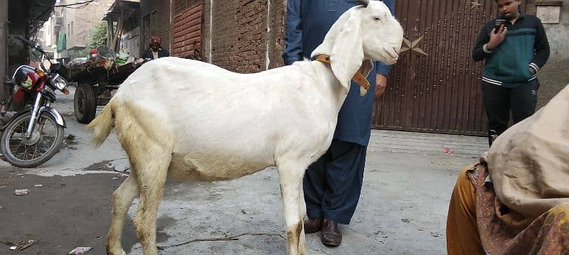 rajanpuri bakri 1