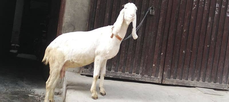 rajanpuri bakri 3