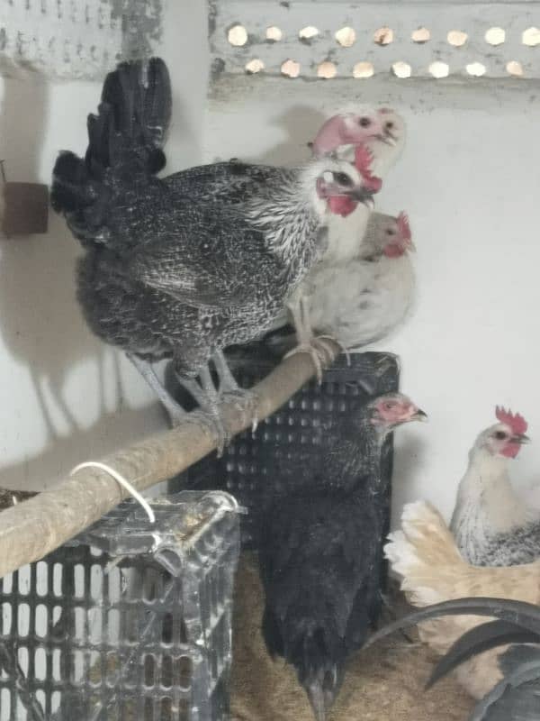 hen for sale 2