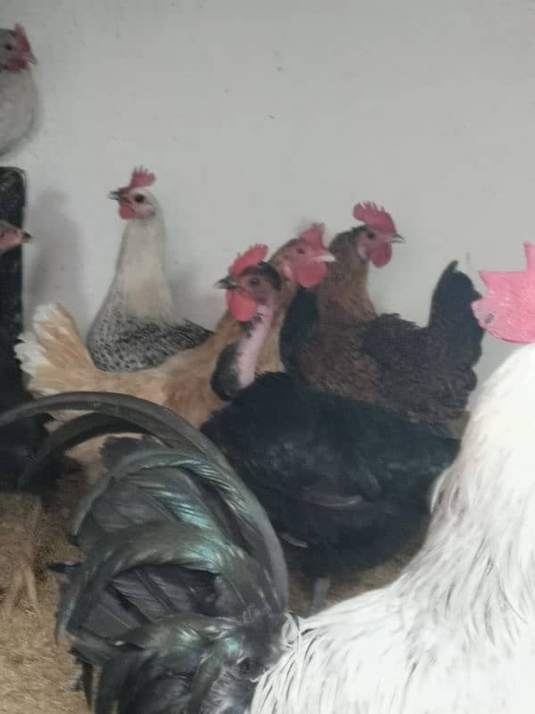 hen for sale 3