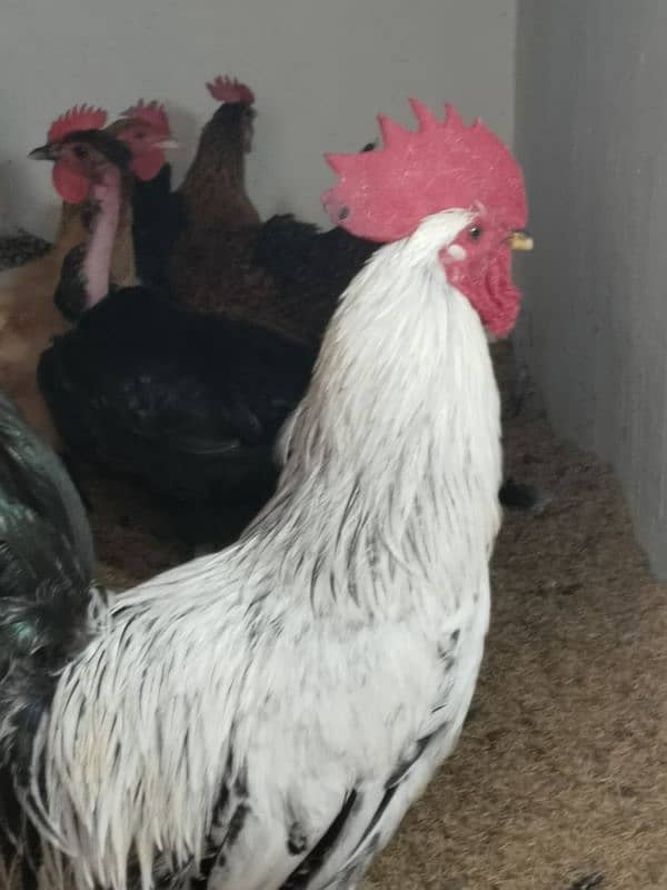 hen for sale 4