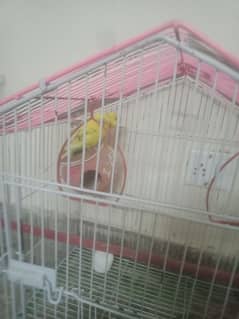 budgie