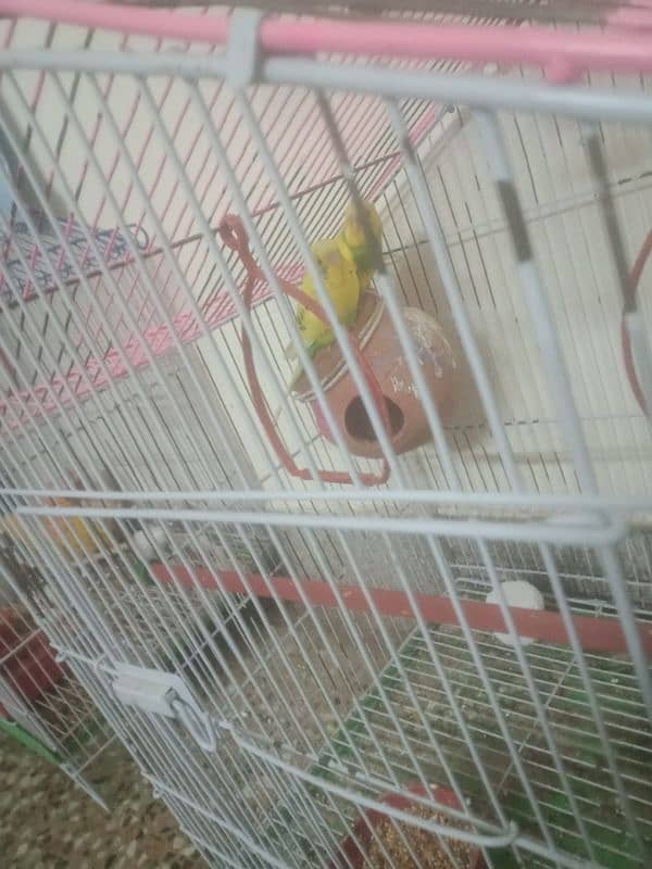 budgie birds with cage 1