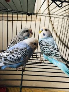 budgies  pair with chick