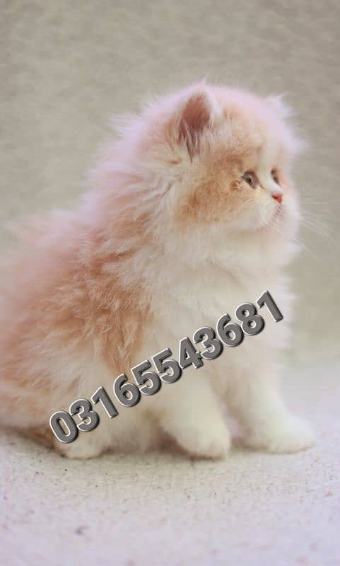 Persian cat/pike face kittens/triple coated/Persian kittens 0