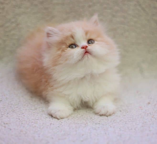 Persian cat/pike face kittens/triple coated/Persian kittens 1