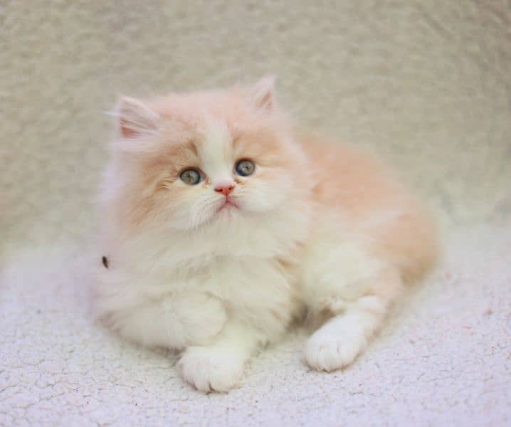 Persian cat/pike face kittens/triple coated/Persian kittens 2