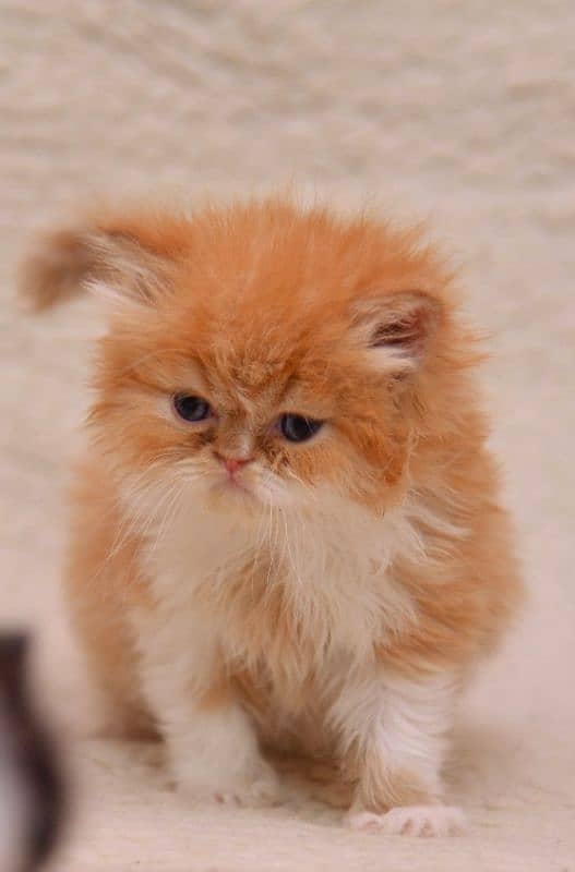 Persian cat/pike face kittens/triple coated/Persian kittens 3