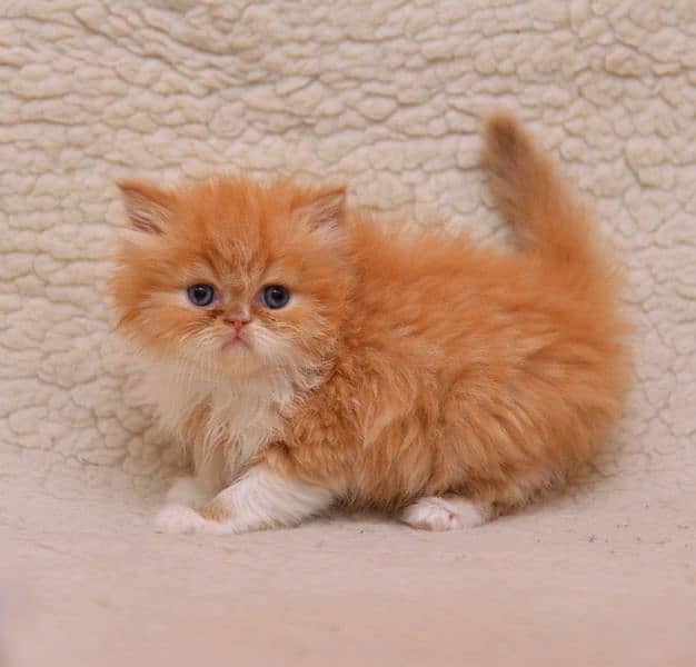 Persian cat/pike face kittens/triple coated/Persian kittens 4