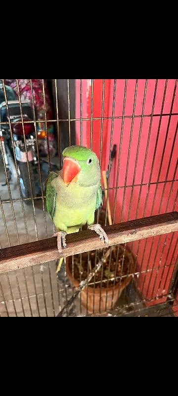 Raw Parrot For sale 0