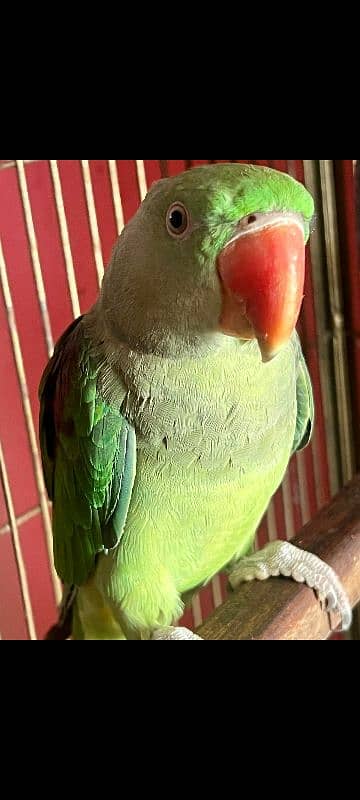 Raw Parrot For sale 1