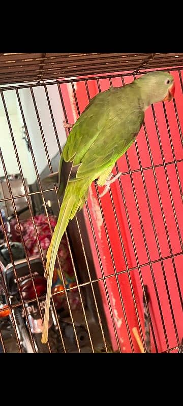 Raw Parrot For sale 2