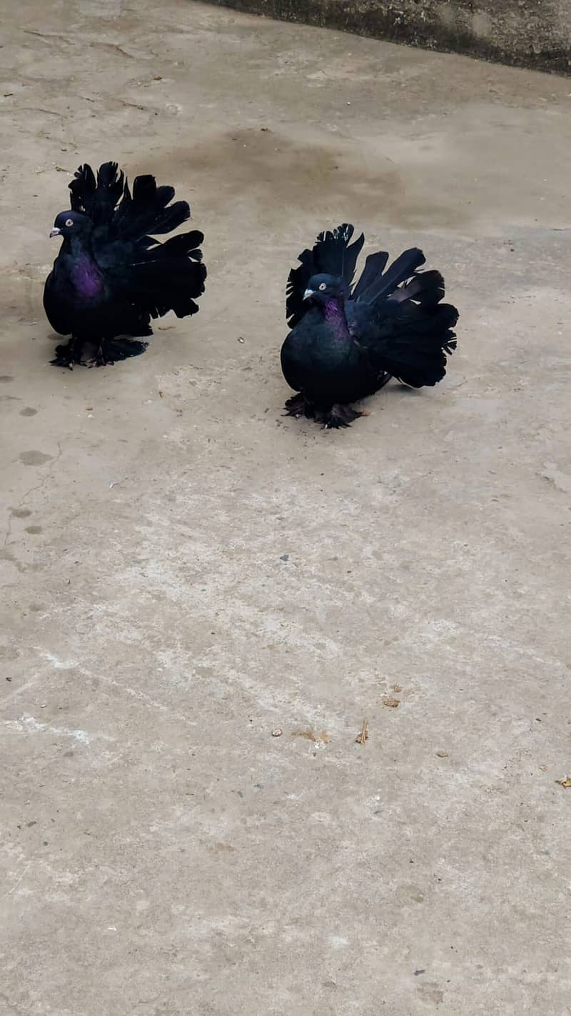 Beautiful black breeder pair 0