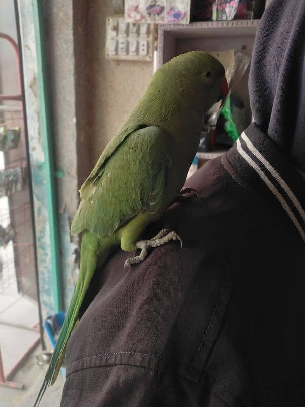 Green parrot chicks pair 03115480597 0