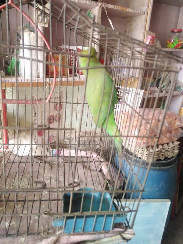 Green parrot chicks pair 03115480597 1