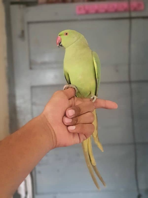 0321/8577/966. green parrot ring nack hand tame male/female 1