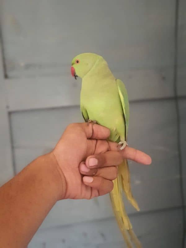 0321/8577/966. green parrot ring nack hand tame male/female 2