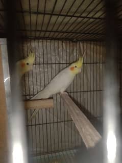 cocktail Breeder pair for sale my WhatsApp number 03441782207