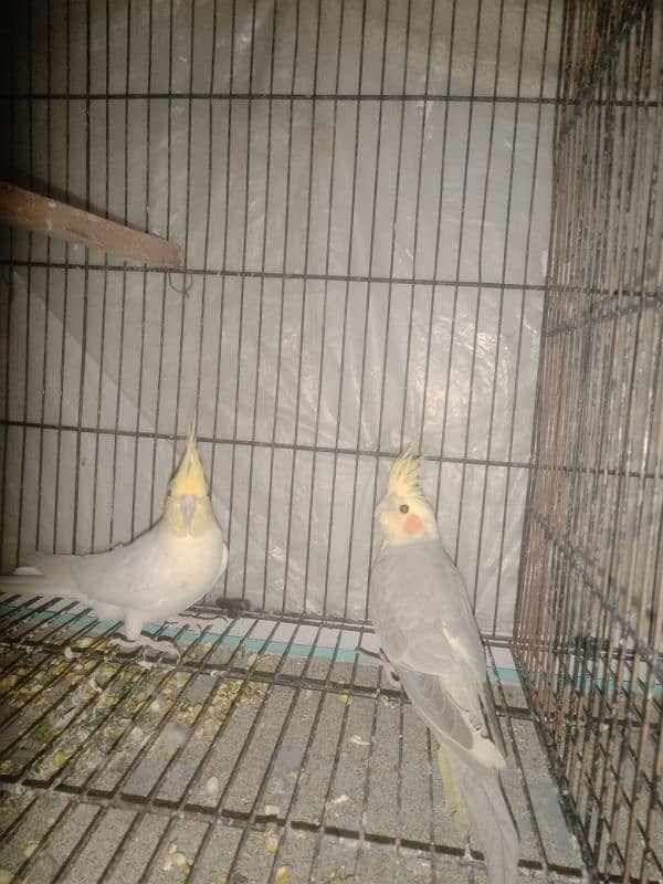 cocktail Breeder pair for sale my WhatsApp number 03441782207 1