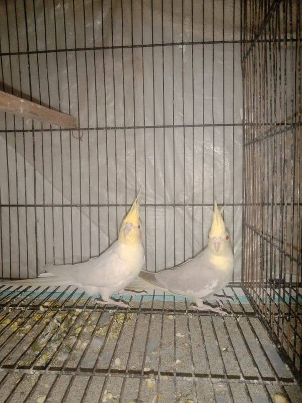 cocktail Breeder pair for sale my WhatsApp number 03441782207 2