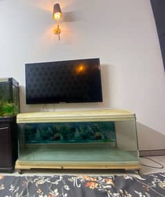 imported jebo fish aquarium 5 feet