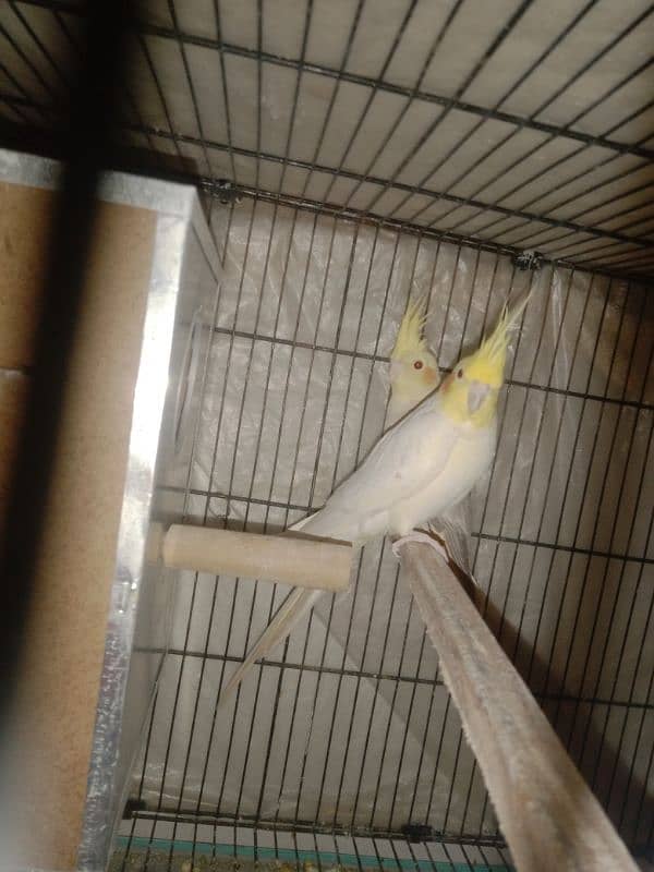 cocktail Breeder pair for sale my WhatsApp number 03441782207 4