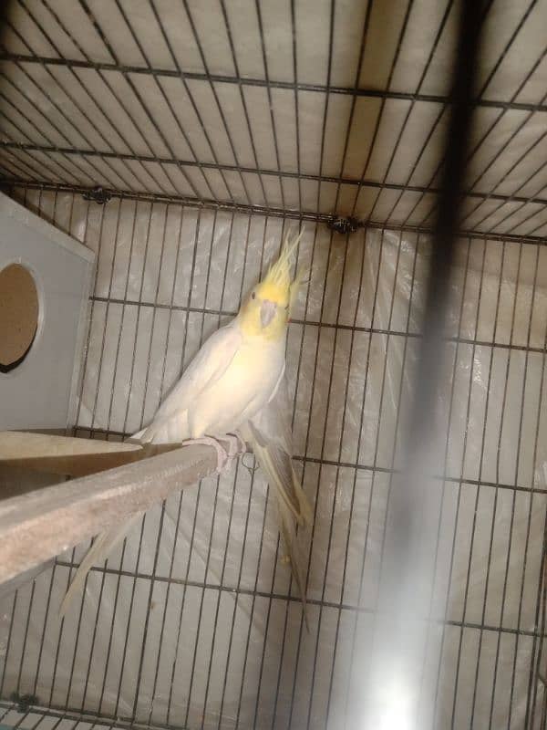 cocktail Breeder pair for sale my WhatsApp number 03441782207 5