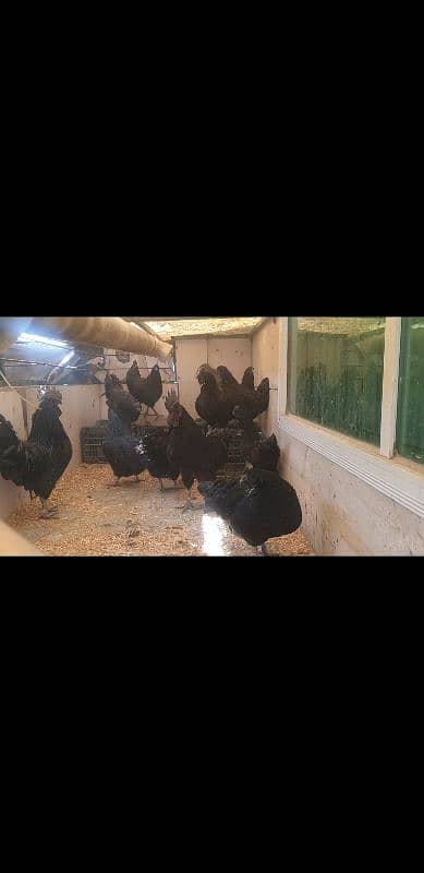 ayam cemani grey tongue per piece 4500 0