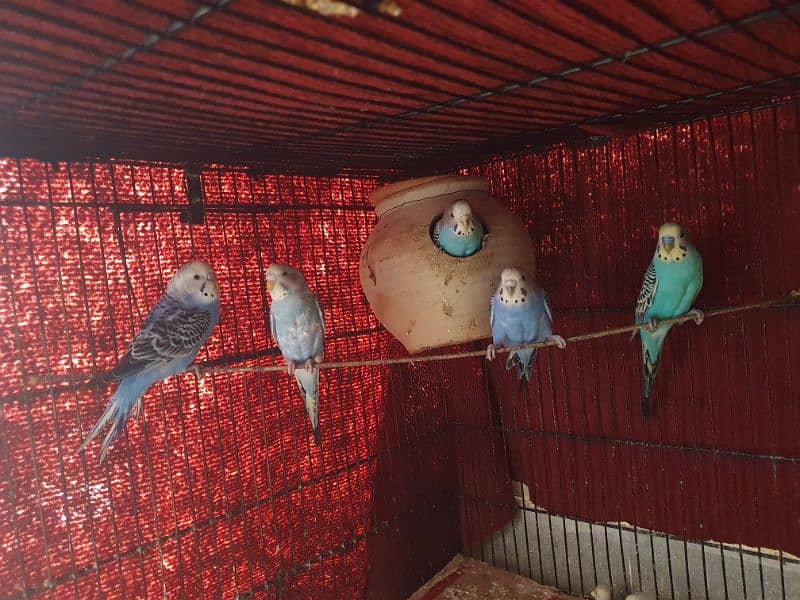 Australian Budgie Parrots 1 Pair for 1000Rs 0