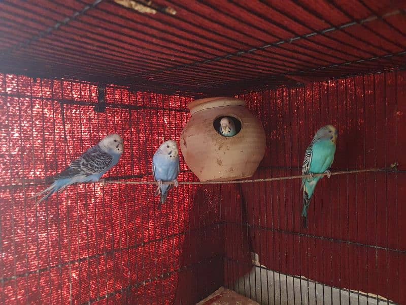 Australian Budgie Parrots 1 Pair for 1000Rs 1