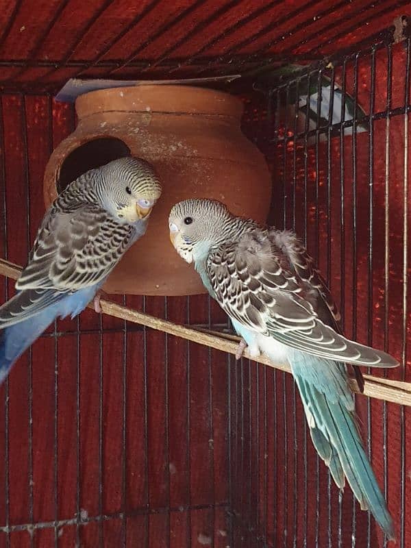 Australian Budgie Parrots 1 Pair for 1000Rs 2