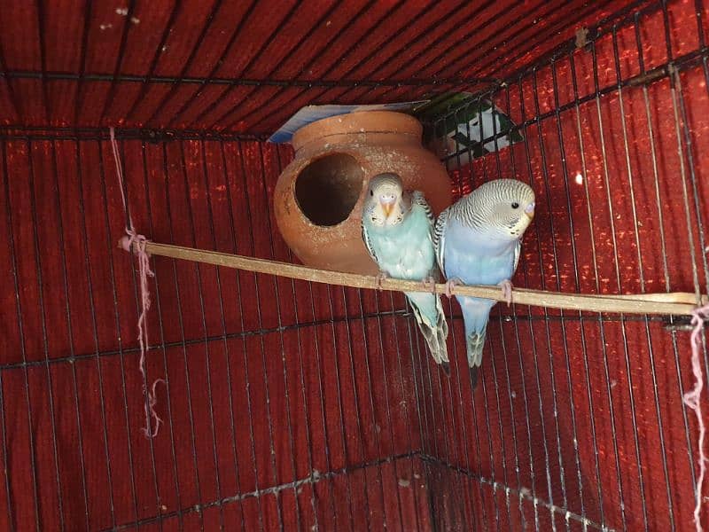 Australian Budgie Parrots 1 Pair for 1000Rs 3