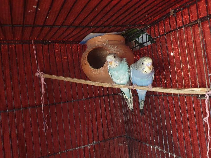 Australian Budgie Parrots 1 Pair for 1000Rs 4